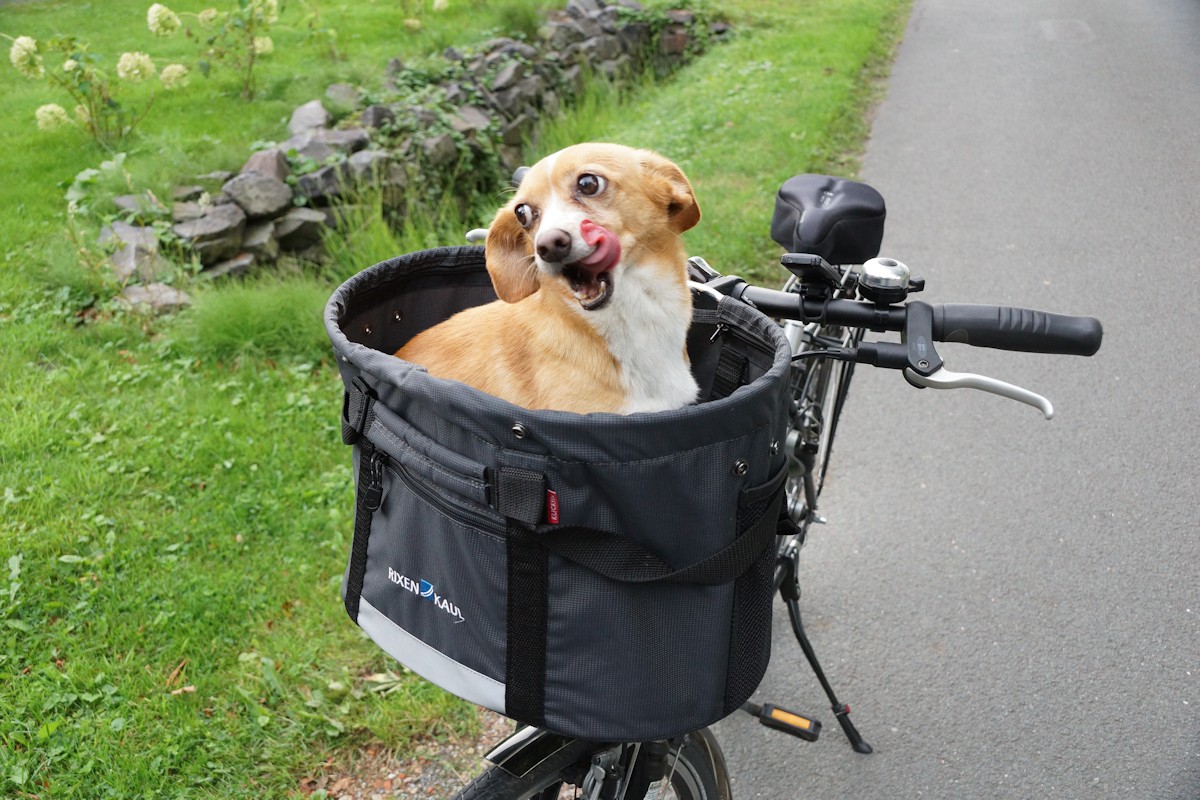 Fahrradkorb für Hunde im Test - So haben alle Spaß